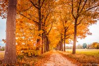 Natuurlijke schoonheid in herfstkleuren: Ontdek dit prachtige landschap.