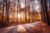 De zon schijnt door de goudkleurige bomen: Prachtig herfstlandschap.