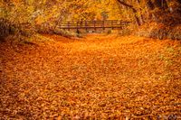 De magie van de herfst: Een droogstaande beek in warme tinten. n.