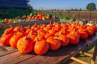 Kleurrijke pompoenen: Geniet van de sfeer van de herfst!