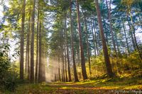 Zonneharpen stralen in de herfstzon op Landgoed Velhorst, omringd door vloeibare bladeren en een serene natuurlijke omgeving.