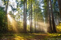 Zonneharpen stralen in de herfstzon op Landgoed Velhorst, omringd door vloeibare bladeren en een serene natuurlijke omgeving.