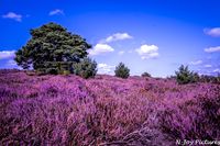 Paarse heide in volle bloei op de Posbank bij Rheden. In de verte is een strak blauwe lucht te zien met hier en daar verspreide bomen!