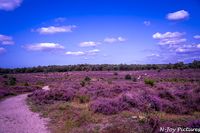 Paarse heide in volle bloei op de Posbank bij Rheden. In de verte is een strak blauwe lucht te zien met hier en daar verspreide bomen!