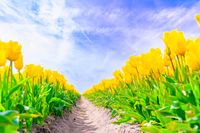 Een wijd uitgestrekt tulpenveld in volle bloei. Een idyllisch voorjaarslandschap vol kleur en geur van de bloeiende tulpen!