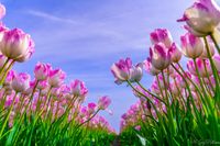 Een wijd uitgestrekt tulpenveld in volle bloei. Een idyllisch voorjaarslandschap vol kleur en geur van de bloeiende tulpen!