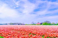 Een wijd uitgestrekt tulpenveld in volle bloei. Een idyllisch voorjaarslandschap vol kleur en geur van de bloeiende tulpen!