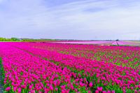 Een wijd uitgestrekt tulpenveld in volle bloei. Een idyllisch voorjaarslandschap vol kleur en geur van de bloeiende tulpen!