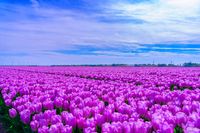 Een wijd uitgestrekt tulpenveld in volle bloei. Een idyllisch voorjaarslandschap vol kleur en geur van de bloeiende tulpen!