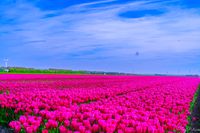 Een wijd uitgestrekt tulpenveld in volle bloei. Een idyllisch voorjaarslandschap vol kleur en geur van de bloeiende tulpen!