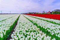 Een wijd uitgestrekt tulpenveld in volle bloei. Een idyllisch voorjaarslandschap vol kleur en geur van de bloeiende tulpen!