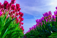 Een wijd uitgestrekt tulpenveld in volle bloei. Een idyllisch voorjaarslandschap vol kleur en geur van de bloeiende tulpen!