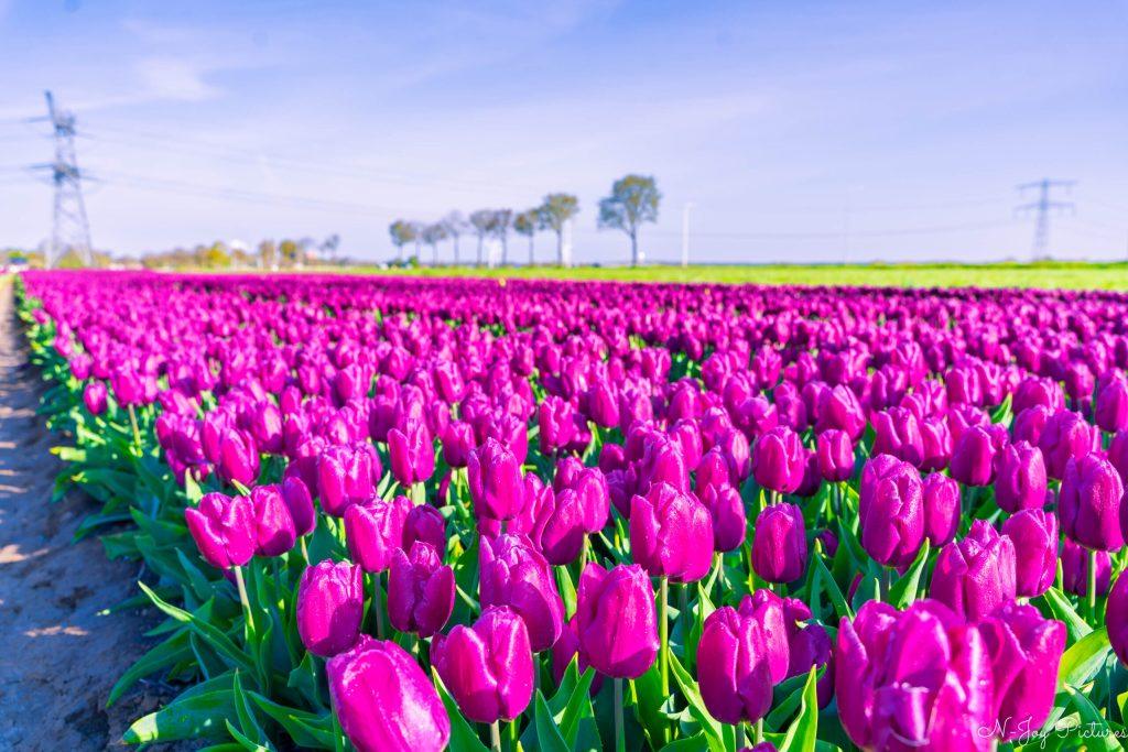 Landschapsfotografie die betovert. Interesse? Boek hier uw shoot & neem contact op!