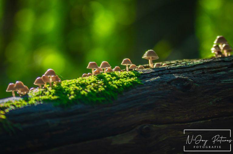 Magische paddenstoelen! Ontdek de wonderlijke wereld van de herfst door mijn lens. Mysterieuze foto's vol details. Klik & contact!