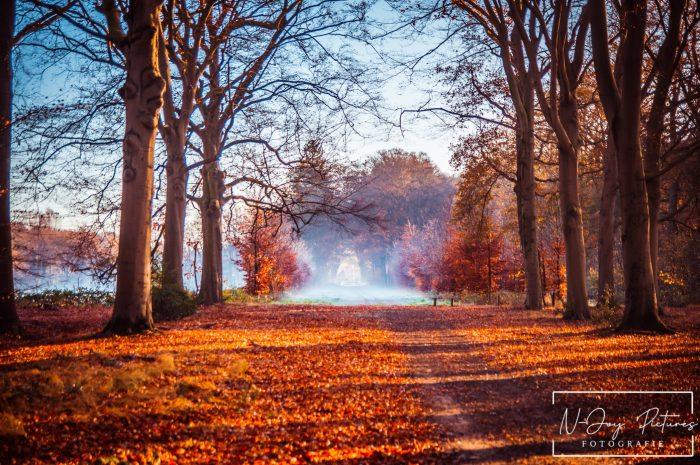 Warme herfstkleuren en glinsterende dauw in de Boswachterij Ruurlo. #Herfstkleuren #BoswachterijRuurlo #Natuurfotografie