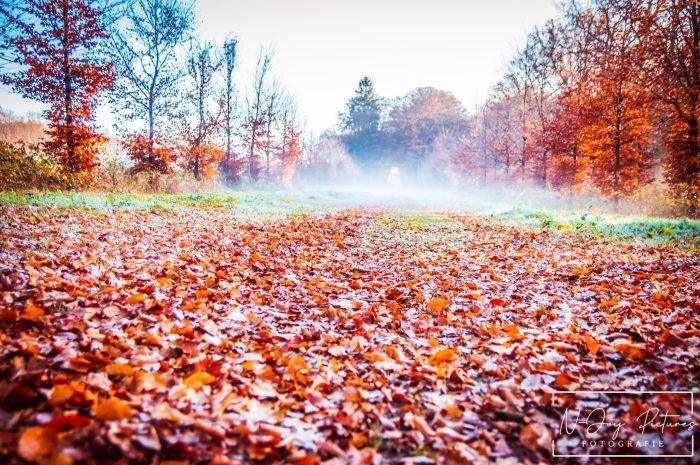 Warme herfstkleuren en glinsterende dauw in de Boswachterij Ruurlo. #Herfstkleuren #BoswachterijRuurlo #Natuurfotografie