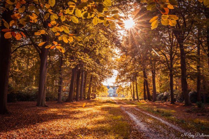 Herfstmagie op Landgoed Ampsen: N-Joy Pictures onthult betoverende herfstkleuren. Duik in een wereld van goud en groen. Ontdek nu!