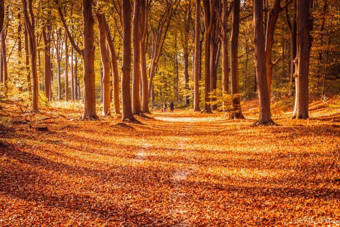 Herfstlandschap: Geniet van de schoonheid van vallende bladeren.