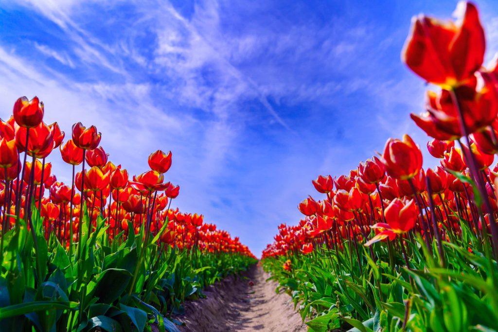 Een wijd uitgestrekt tulpenveld in volle bloei. Een idyllisch voorjaarslandschap vol kleur en geur van de bloeiende tulpen!