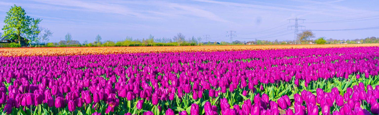 Een wijd uitgestrekt tulpenveld in volle bloei. Een idyllisch voorjaarslandschap vol kleur en geur van de bloeiende tulpen!