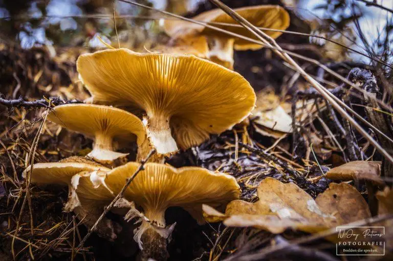 Magische paddenstoelen! Ontdek de wonderlijke wereld van de herfst door mijn lens. Mysterieuze foto's vol details. Klik & contact!