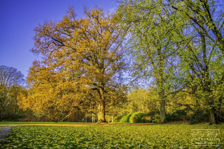 Herfstsferen in Kroondomein Het Loo. Betoverende landschapsfotografie vol mystiek en kleur. Ontdek de magie van de natuur. Klik & contact!