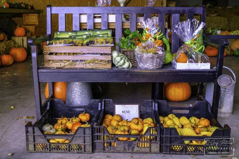 De perfecte herfstdecoratie! Ontdek hoe pompoenen je huis of tuin sfeer geven. Prachtige foto’s om te inspireren. Klik & contact!