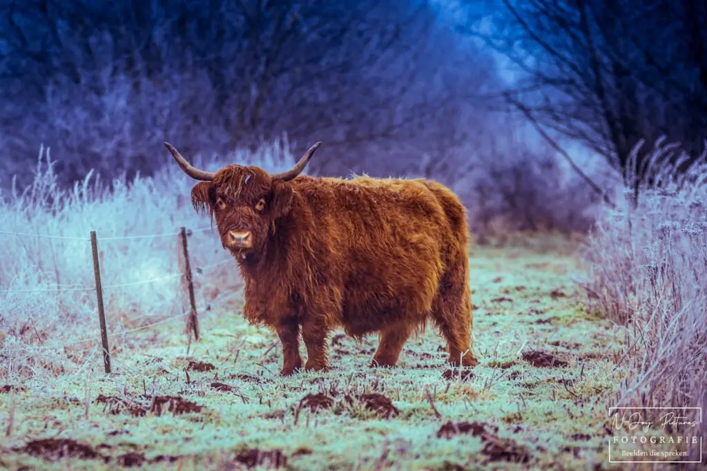Schotse hooglander op Landgoed Erve Giegink Borculo in uniek licht gefotografeerd – rust en kracht vastgelegd door N-Joy Pictures Fotograaf Borculo. .