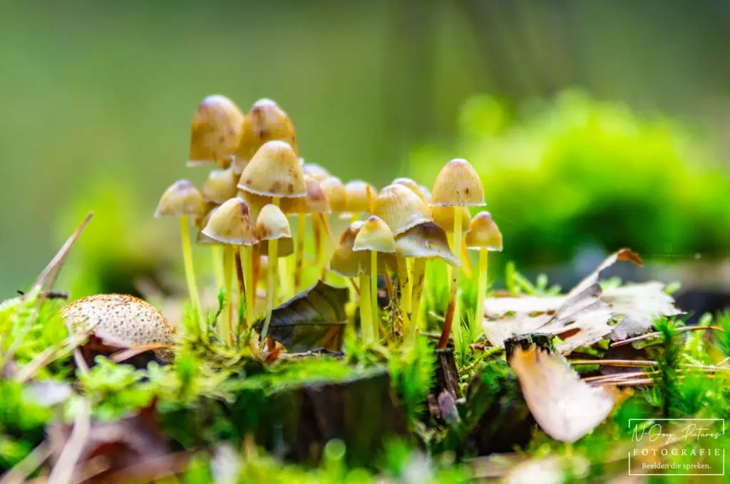 Detailrijke natuurfoto van paddestoelen op het Grote Veld, gefotografeerd door fotograaf Lochem N-Joy Pictures. Klik voor contact.