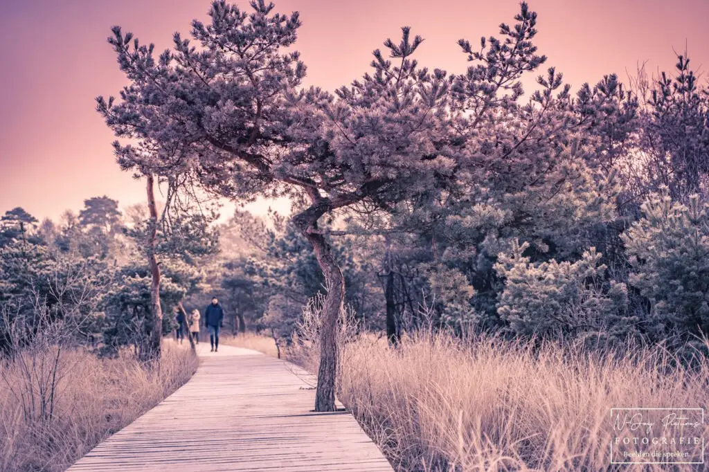 Fotograaf Delden 9 Karakteristieke Umfassungsweg op Landgoed Twickel in Delden, krachtig gefotografeerd. Een landschap dat uitnodigt tot contact.