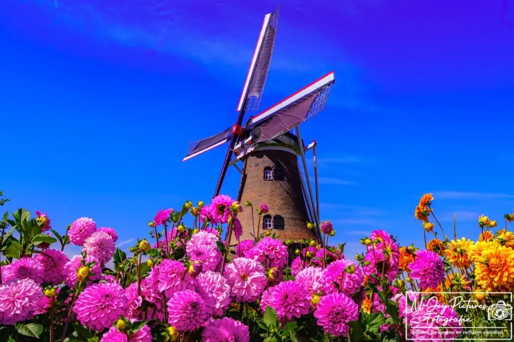 Fotograaf Berkelland 8 Stralende dahlia's & historie in Rekken. Dé plek voor unieke portretten. Nieuwsgierig? Neem contact op voor een onvergetelijke shoot!