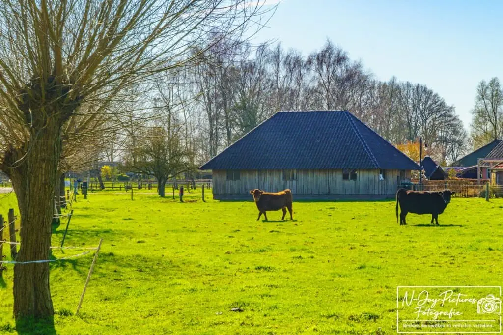 Gelselaar op z'n mooist: grazende koeien in het voorjaarslicht. Klaar voor een shoot in de natuur? Plan je afspraak via de site!