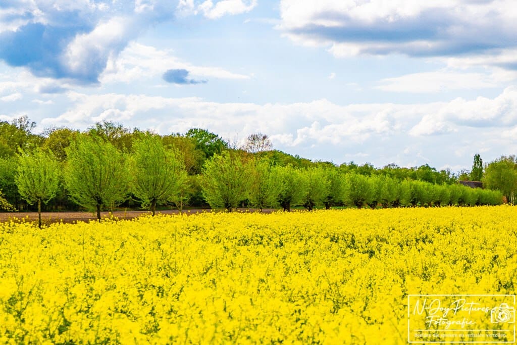 Bloeiend koolzaadveld op Landgoed Hilhorst in Gelselaar. Een kleurrijk Achterhoeks landschap dat uitnodigt om verder te ontdekken.